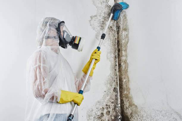 Best Emergency Mold Remediation  in Warrensburg, IL